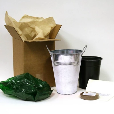 Van Zyverden 4ct Narcissus White Flower Bulb Set With Artisan Decorative Planter 4 Van Zyverden 4ct Narcissus White Flower Bulb Set With Artisan Decorative Planter - Image 2