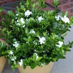 2.25gal Radicans Gardenia Plant White Blooms - National Plant Network -Garden Promotional Store GUEST 6de0a48b dbc6 4a89 9d4b 1999246782bb