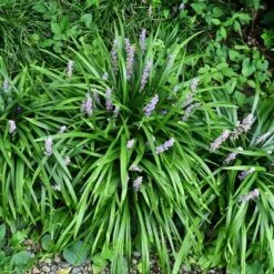 6pc Big Blue Liriope Plant With Purple Blooms - National Plant Network -Garden Promotional Store GUEST 6e61bac8 50b4 4158 bff7 ad64147663fd
