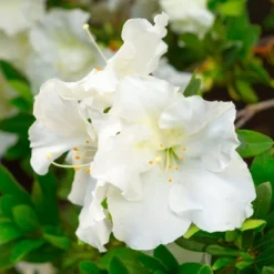 Azalea 'Gumpo White' U.S.D.A. Hardiness Zones 7-9 - 1pc - Cottage Hill -Garden Promotional Store GUEST 70f327cd c01d 4d35 a0f0 dedd8285324b