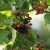 1pc Blackberry Natchez - National Plant Network