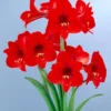 Van Zyverden Multi Amaryllis Red Flower Bulb -Garden Promotional Store GUEST 737e6c35 c24c 4495 a0d3 18ed7ec63521