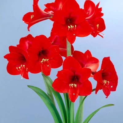 Van Zyverden Multi Amaryllis Red Flower Bulb 3 Van Zyverden Multi Amaryllis Red Flower Bulb