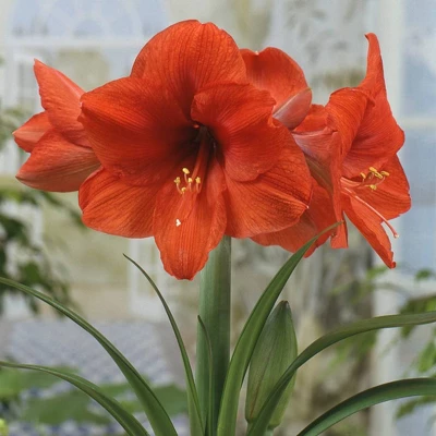 Van Zyverden Amaryllis Orange Sovereign Flower Bulb 4 Van Zyverden Amaryllis Orange Sovereign Flower Bulb - Image 2