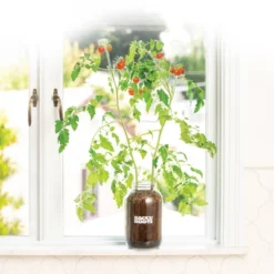 Back To The Roots Organic Tomato Grow Kit -Garden Promotional Store GUEST 761ae776 020c 4c9e 930b 0e4a9b2de8cb