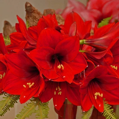 Van Zyverden Multi Amaryllis Red Flower Bulb 4 Van Zyverden Multi Amaryllis Red Flower Bulb - Image 2
