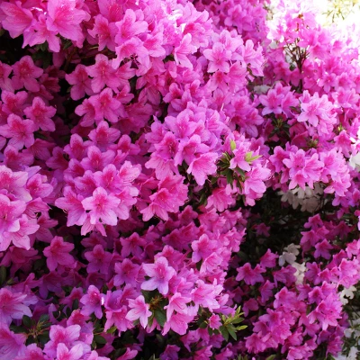 Azalea 'Formosa' 1pc U.S.D.A. Hardiness Zones 8-9 National Plant Network 2.25gal 4 Azalea 'Formosa' 1pc U.S.D.A. Hardiness Zones 8-9 National Plant Network 2.25gal - Image 2