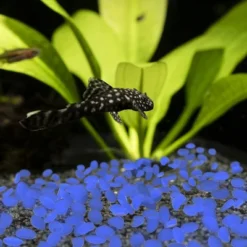 Solar Garden Stones - 500-Pack Glow In The Dark Pathway Pebble Lights - Decorative Glowing Rocks For Flowerbeds And Walkways By Pure Garden (Blue) -Garden Promotional Store GUEST 8adef7ee 7d39 44c7 aded 22435182b7cd