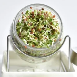 Tribest GEO Sprouting Jar System With Stainless Steel Rack And Ceramic Base Plate – Clear -Garden Promotional Store GUEST 8c36ed12 8655 4380 a14f 4391e00c9ebb