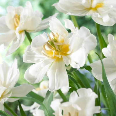 25ct Tulips Popcorn Bulbs - Van Zyverden 4 25ct Tulips Popcorn Bulbs - Van Zyverden - Image 2