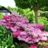 Azalea 'Conversation' U.S.D.A. Hardiness Zones 7-11 - 1pc - Cottage Hill -Garden Promotional Store GUEST 92b06695 af7a 437e 905e 2bd3ecde6c44