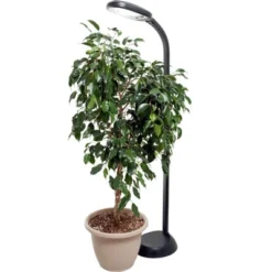 Hydrofarm Agrobrite FLF27DF 27W 120V Indoor Gooseneck Adjustable 48' To 61' Standing Plant Lamp Light With 6 Foot Power Cord, Black 9 Hydrofarm Agrobrite FLF27DF 27W 120V Indoor Gooseneck Adjustable 48' To 61' Standing Plant Lamp Light With 6 Foot Power Cord, Black -Garden Promotional Store GUEST 93b806a7 2374 4709 88f8 456729ccc568