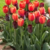 Set Of 15 Tulips Ronaldo Blend Set - Van Zyverden 2 Set Of 15 Tulips Ronaldo Blend Set - Van Zyverden -Garden Promotional Store GUEST 952a1e7f d809 43b1 a7b6 2016bc1464d6