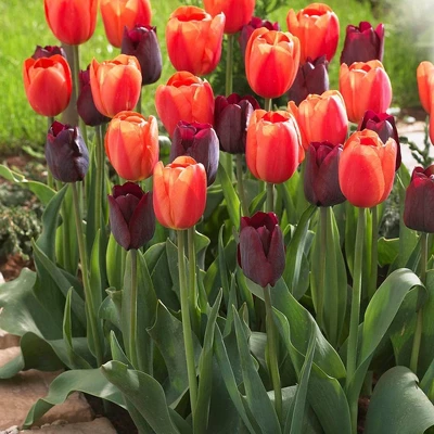 Set Of 15 Tulips Ronaldo Blend Set - Van Zyverden 3 Set Of 15 Tulips Ronaldo Blend Set - Van Zyverden