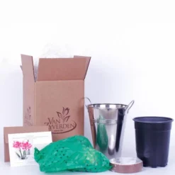 Van Zyverden Amaryllis Pink Flower Bulb With Artisan Decorative Planter -Garden Promotional Store GUEST 99485770 53ce 4ec4 81c8 c468ddf30e6c