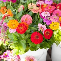 Back To The Roots 5pk Organic USA Flower Seeds -Garden Promotional Store GUEST 9a5e7d18 d232 4ca6 bffc 0cf53ae0febb