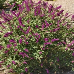 2.5qt 'RoyalRazz' Buddleia Plant With Purple Blooms - National Plant Network 9 2.5qt 'RoyalRazz' Buddleia Plant With Purple Blooms - National Plant Network -Garden Promotional Store GUEST 9cb13bf3 c3f2 4590 bd3d 95d4ae928e29