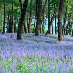 6pc Big Blue Liriope Plant With Purple Blooms - National Plant Network -Garden Promotional Store GUEST 9d787044 b4ea 42bf a343 9eb3ad20f908