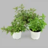 Burpee Herb ' Spearmint' 1pc Seasonal Grown In All U.S.D.A. Hardiness Zones National Plant Network 4" -Garden Promotional Store GUEST 9d7a041d df61 4ce1 8185 2f2b75857f8b