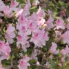 Azalea 'George L. Tabor' 2.25gal U.S.D.A. Hardiness Zones 8-9 - 1pc - National Plant Network -Garden Promotional Store GUEST 9eb8f06b f79e 4e31 86ed 602318eea116