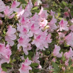 Azalea 'George L. Tabor' 2.25gal U.S.D.A. Hardiness Zones 8-9 - 1pc - National Plant Network