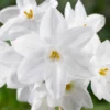 Van Zyverden 4ct Narcissus White Flower Bulbs With Chalk Metal Cachepot 2 Van Zyverden 4ct Narcissus White Flower Bulbs With Chalk Metal Cachepot -Garden Promotional Store GUEST 9f70956b 61ca 4e0f adad 369359e34333