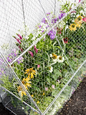 Gardener’s Supply Company Chicken Wire Cloche Flat Back Crop Coop | Sturdy Metal Flower, Garden Plants, And Backyard Vegetables Cover Protector | 20"D 5 Gardener’s Supply Company Chicken Wire Cloche Flat Back Crop Coop | Sturdy Metal Flower, Garden Plants, And Backyard Vegetables Cover Protector | 20"D - Image 3