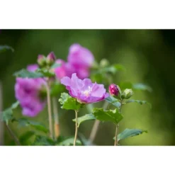 Hibiscus Tahiti Tree - National Plant Network -Garden Promotional Store GUEST aaeaf0fe 43a5 48fe 8347 c8312c5a7ec4