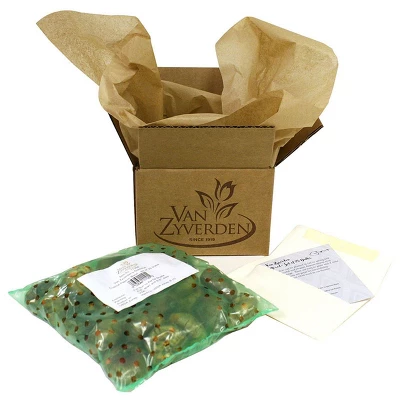 Tulips Economy Medley Of Varieties Set Of 100 Bulbs - Van Zyverden 4 Tulips Economy Medley Of Varieties Set Of 100 Bulbs - Van Zyverden - Image 2