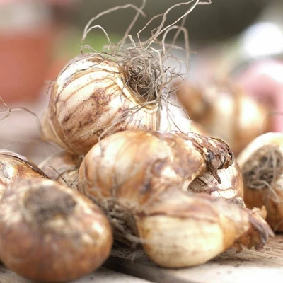 Van Zyverden Set Of 12 Daffodils Bulbs Golden Ducat 3 Van Zyverden Set Of 12 Daffodils Bulbs Golden Ducat