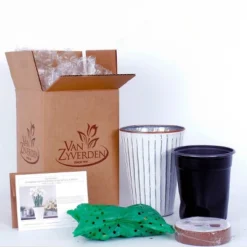 Van Zyverden 4ct Narcissus White Flower Bulbs With Chalk Metal Cachepot -Garden Promotional Store GUEST bbe69c96 95a6 483c bbf9 15d33fefc7dd