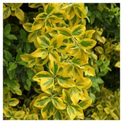 Euonymus 'Golden' 1pc In 2.5 Quarts Container - National Plant Network - U.S.D.A. Hardiness Zones 6 - 9