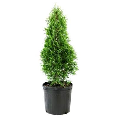 Arborvitae 'Emerald Green' 1pc - National Plant Network U.S.D.A Hardiness Zone 4-8 - 2.5 Quart 3 Arborvitae 'Emerald Green' 1pc - National Plant Network U.S.D.A Hardiness Zone 4-8 - 2.5 Quart