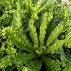 Victoria Birds Nest Fern - National Plant Network -Garden Promotional Store GUEST c2341fc5 322b 4586 b951 97a23237c620