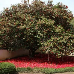 2.5qt Professor Sargent Camellia Japonica Plant With Red Blooms - National Plant Network 7 2.5qt Professor Sargent Camellia Japonica Plant With Red Blooms - National Plant Network -Garden Promotional Store GUEST c6c7d827 d080 4e47 bfcd 5a19c012d525