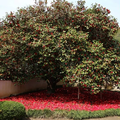 2.5qt Professor Sargent Camellia Japonica Plant With Red Blooms - National Plant Network 5 2.5qt Professor Sargent Camellia Japonica Plant With Red Blooms - National Plant Network - Image 3