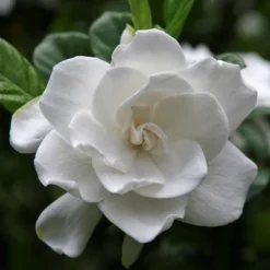2.25gal Radicans Gardenia Plant White Blooms - National Plant Network -Garden Promotional Store GUEST c8b4a818 981d 483f ad17 ab72068b0ce6