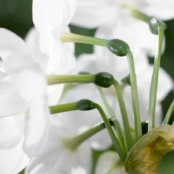 Van Zyverden 4ct Narcissus White Flower Bulbs With Chalk Metal Cachepot -Garden Promotional Store GUEST c99d7ae7 77c6 4a21 a4e8 7fc7f3157dd2