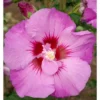 Hibiscus Tahiti Tree - National Plant Network 1 Hibiscus Tahiti Tree - National Plant Network -Garden Promotional Store GUEST ca1efdaf ea86 4bbc ac54 a198dce53fed