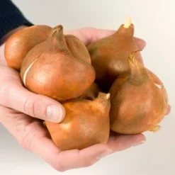 10ct Tulips Giant Orange Sunrise Bulbs - Van Zyverden -Garden Promotional Store GUEST cfbf6e5e e090 4d75 bc86 24a3553e2183