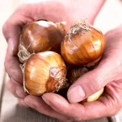 25ct Paperwhites Bulbs - Van Zyverden -Garden Promotional Store GUEST d26627c6 d4e9 44cb a677 ea09e279be28 2