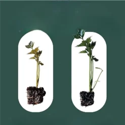 Window Garden 12qt Expanding Organic Fiber Soil -Garden Promotional Store GUEST d92ed08e 2722 496f 8d57 8fd1f654bfc3