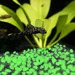 Nature Spring Glow In The Dark Solar Garden Stone Pebble Lights For Landscaping, Flower Beds, And Pathways - Green, 500-pc -Garden Promotional Store GUEST dca6f30c 04ee 485b a825 c7404dd8b19c