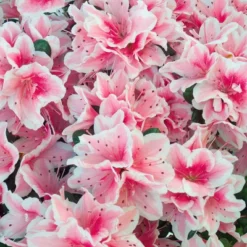 Azalea 'Conversation' U.S.D.A. Hardiness Zones 7-11 - 1pc - Cottage Hill -Garden Promotional Store GUEST e02e3c86 f3b8 4f9c a2f5 91633f4a8674