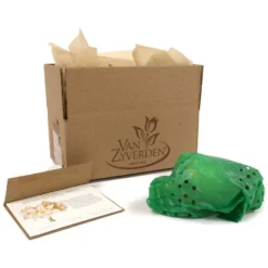 Van Zyverden Amaryllis White/Pink Impatient Flower Bulb -Garden Promotional Store GUEST e1d4c0e4 d75e 4633 933b 3d915c8b9c95