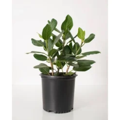 Ficus Audrey - National Plant Network -Garden Promotional Store GUEST e6873027 a810 4dbe 869c 21b9583cfddc