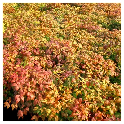 Nandina 'Fire Power' 1pc - National Plant Network - U.S.D.A. Hardiness Zones 6 - 10 4 Nandina 'Fire Power' 1pc - National Plant Network - U.S.D.A. Hardiness Zones 6 - 10 - Image 2