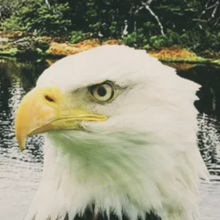 Commonwealth Seascapes Light Filtering Enhance Living Space With Satiny Look Grommet Outdoor Panel Pair Indigo 8 Commonwealth Seascapes Light Filtering Enhance Living Space With Satiny Look Grommet Outdoor Panel Pair Indigo -Garden Promotional Store GUEST e93a211b c352 4a2e b559 272d3423c5e2