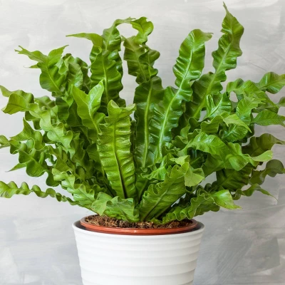 2pc Nidus Bird's Nest Fern - National Plant Network 4 2pc Nidus Bird's Nest Fern - National Plant Network - Image 2