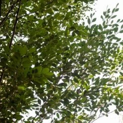 2.25gal Distylium Plant With White Blooms - National Plant Network -Garden Promotional Store GUEST f6c54d89 01f5 419d 8baf f79bac9f0916